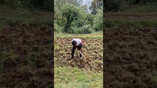 Day  34 of my farming journey  farming shorts nature [upl. by Gallager210]