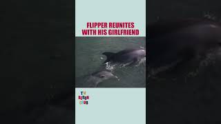 Flipper Reunites With His Girlfriend  Flipper Shorts [upl. by Eluj]