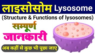 lysosome  lysosome structure and function  types of lysosomes  cell organelles  Koshika लयनकाय [upl. by Laurena474]