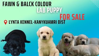 Lab Puppies for Sale Lynta Kennel  Kanyakumari District labpuppies labpuppyforsale lab [upl. by Lyrac]