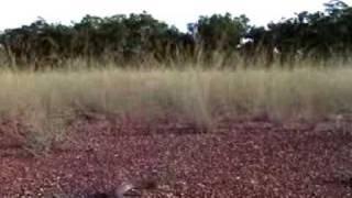 King Brown or Mulga Snake Pseudechis australis [upl. by Notloc305]