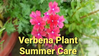 Verbena Plant Summer Care How to Grow Verbena Plant  My Sweet Little Garden [upl. by Ellen]