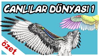 Canlılar Dünyası Özet 1  TYT Biyoloji [upl. by Yessac]