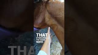 Vagus Nerve Stimulation  Animal Massage [upl. by Mw]