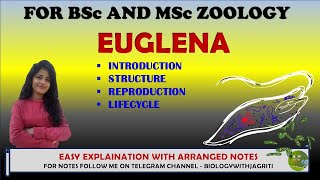 EUGLENA STRUCTURE REPRODUCTION LIFE CYCLE BSC AND MSC ZOOLOGY BIOLOGYWITHJAGRITI [upl. by Ilecara327]