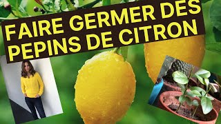 FAIRE GERMER DES PÉPINS DE CITRON [upl. by Diver]