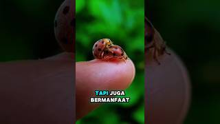 Ladybird faktaunik faktaalam videoshort segalaalam [upl. by Adnohsal]