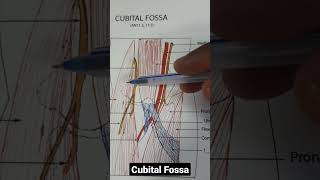 Cubital fossa [upl. by Arikehs]