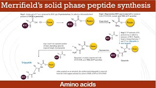 Merrifield’s solid phase peptide synthesis [upl. by Ifar]