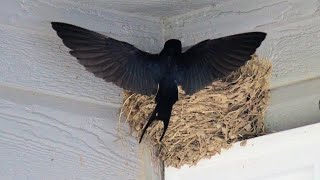 Attack of the Barn Swallows [upl. by Ecital]