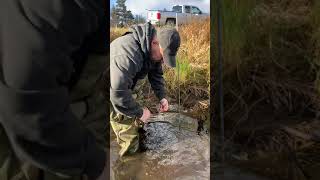 Muskrat Trapping with RBG 160 single springs  Facebook Live [upl. by Otxis]