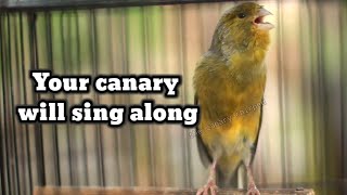 SINGING CANARIES TEMPT ALL CANARIES TO SING [upl. by Ashil804]