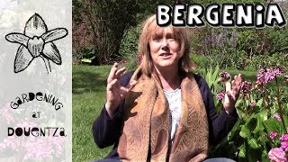 Bergenia Care How to Grow Elephants Ear  1 of 30 my month of perennials [upl. by Lasser797]