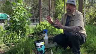 Vital Fish Powder Foliar Application How To Vital Garden Supplys Dry Vegetative Fish Hydrolysate [upl. by Nednerb]