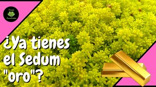 Cuidados para que tu Sedum japonicum Tokyo sun crezca como alfombrita [upl. by Eillim]