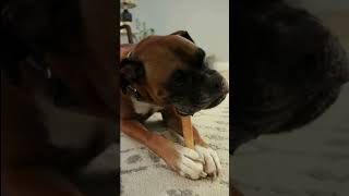 What song plays in your dogs head when they chew This boxer is on a mission dogs boxer [upl. by Ynamreg]