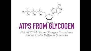 Glycogen Breakdown and ATP Yield [upl. by My]