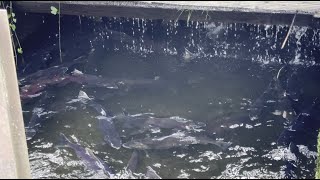 Coho Salmon fishing next to Hatchery [upl. by Linnell319]