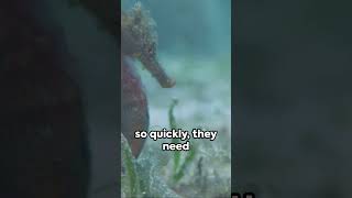 Seahorse Secrets Unveiled seahorse seahorsefacts animalfacts [upl. by Stutzman]