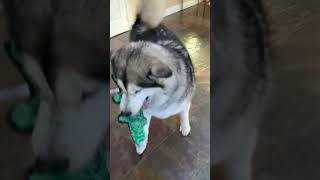 Crocodile Tug Toy dogtoylove alaskanmalamute malamutelovers [upl. by Welby]