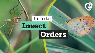 An introduction to Insect Orders [upl. by Sadler511]