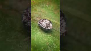 Cochineal Beetle ‼️😲 shorts beetle experiment [upl. by Ramoh]