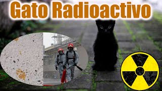 El Gato Radioactivo que todos buscan [upl. by Winser]