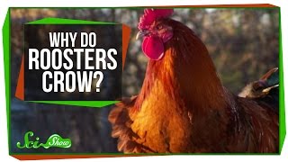 Why Do Roosters Crow [upl. by Niemad926]