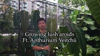 Secret to Growing Lush Aroids  Ft Anthurium Veitchii King Anthurium [upl. by Sabec]