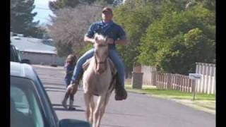 Missouri Fox Trotter Mare Amber Palomino Foxtrotter for sale [upl. by Nollid104]