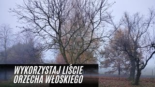 Jak wykorzystać liście orzecha włoskiego [upl. by Arrimat857]