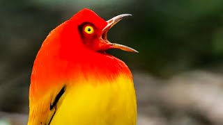 The Bowerbirds DRAMATIC Dance  Life Story  BBC Earth Kids [upl. by Lemieux]