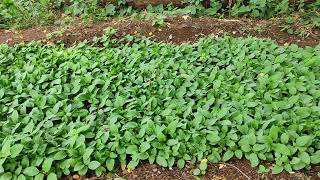 Kanakambaram or Crossandra Flower Seeds Nursery  📲 7013000139 [upl. by Cleaves]