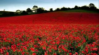 Michael Curran  Field of poppies [upl. by Natloz]