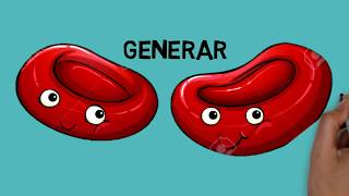 La sangre proceso de formación de los glóbulos rojos o eritrocitos [upl. by Llerdnad978]