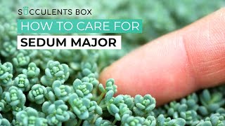 BEST TIPS HOW TO GROW AND CARE FOR SEDUM MAJOR  SUCCULENT CARE GUIDE [upl. by Bolten]