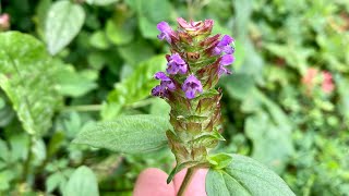 Hedge Woundwort and Self￼ HealTwo Medicinal￼ Plants from the￼ Mint Family￼￼ [upl. by Guimond]