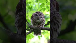 Barred Owl pair calling and caterwauling Owl [upl. by Alyahc]