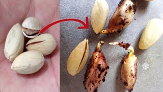 Grow Pistachio Tree From Seed  Grocery Pistachio  Beauty with Gardening [upl. by Laurel]