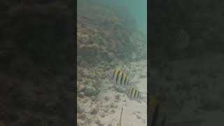 Snorkeling at Half Moon Cay carnivalcruise [upl. by Eph]