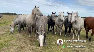 Caballo oscuro entrepesado tropilla de percherones  Lote 1 quotEl Cuchiquot  3000000  LOSEQUINOSCOM [upl. by Ariela]