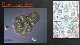 Biology in 4 Minutes  Chromista and Ciliophora [upl. by Yeleen]