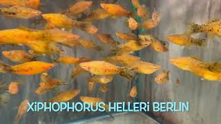 Xiphophorus helleri BERLIN [upl. by Yecniuq797]