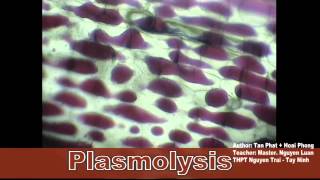 Plasmolysis and Turgid [upl. by Chura73]