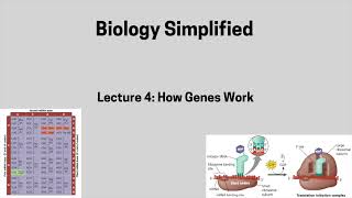 Lecture 4 How Genes Work [upl. by Llertac]