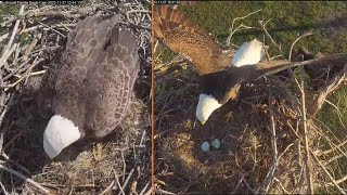 SWFL Bald Eagles 🦅 F23 lays 2nd egg 🥚🥚 M15 🦅 brings giant snack amp meets 2 🥰 2023 Nov 27 [upl. by Eaver]