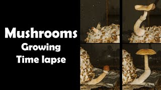 Mushrooms growing  Time lapse 4K [upl. by Ab]