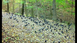 Grackles everywhere  Sept 2024 SW Pa [upl. by Efren809]