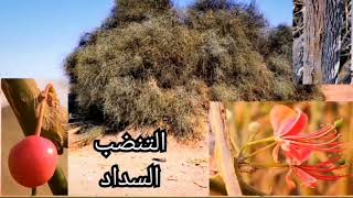 التنضب و السداد و السوس Capparis decidua Forssk Edgew [upl. by Yeclehc223]