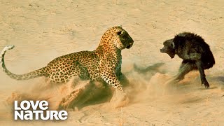 Baboon Troop Faces Down Hungry Leopard  Love Nature [upl. by Adiela]